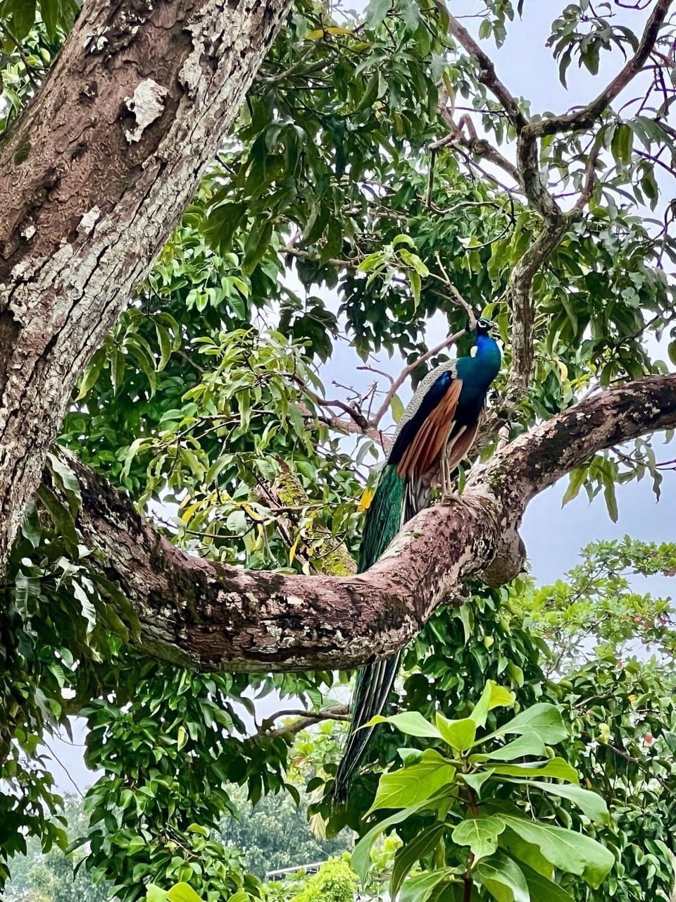 Miscellaneous