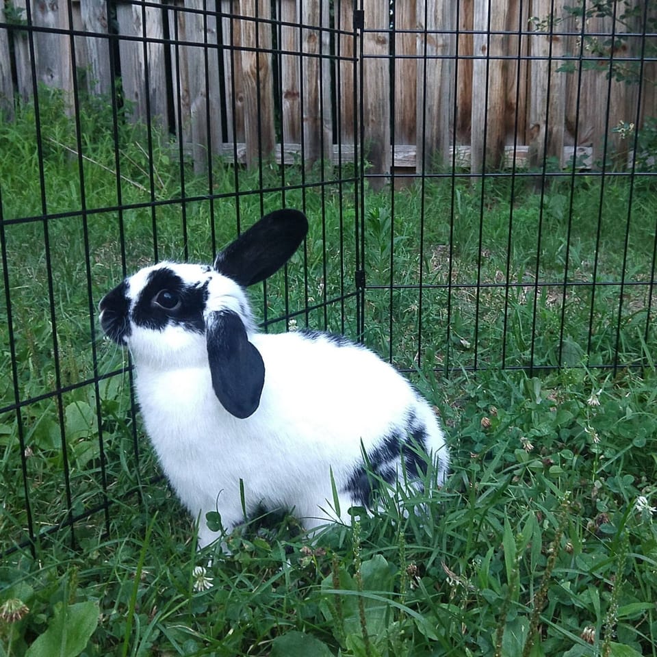 Nibbles is always looking for head scratches