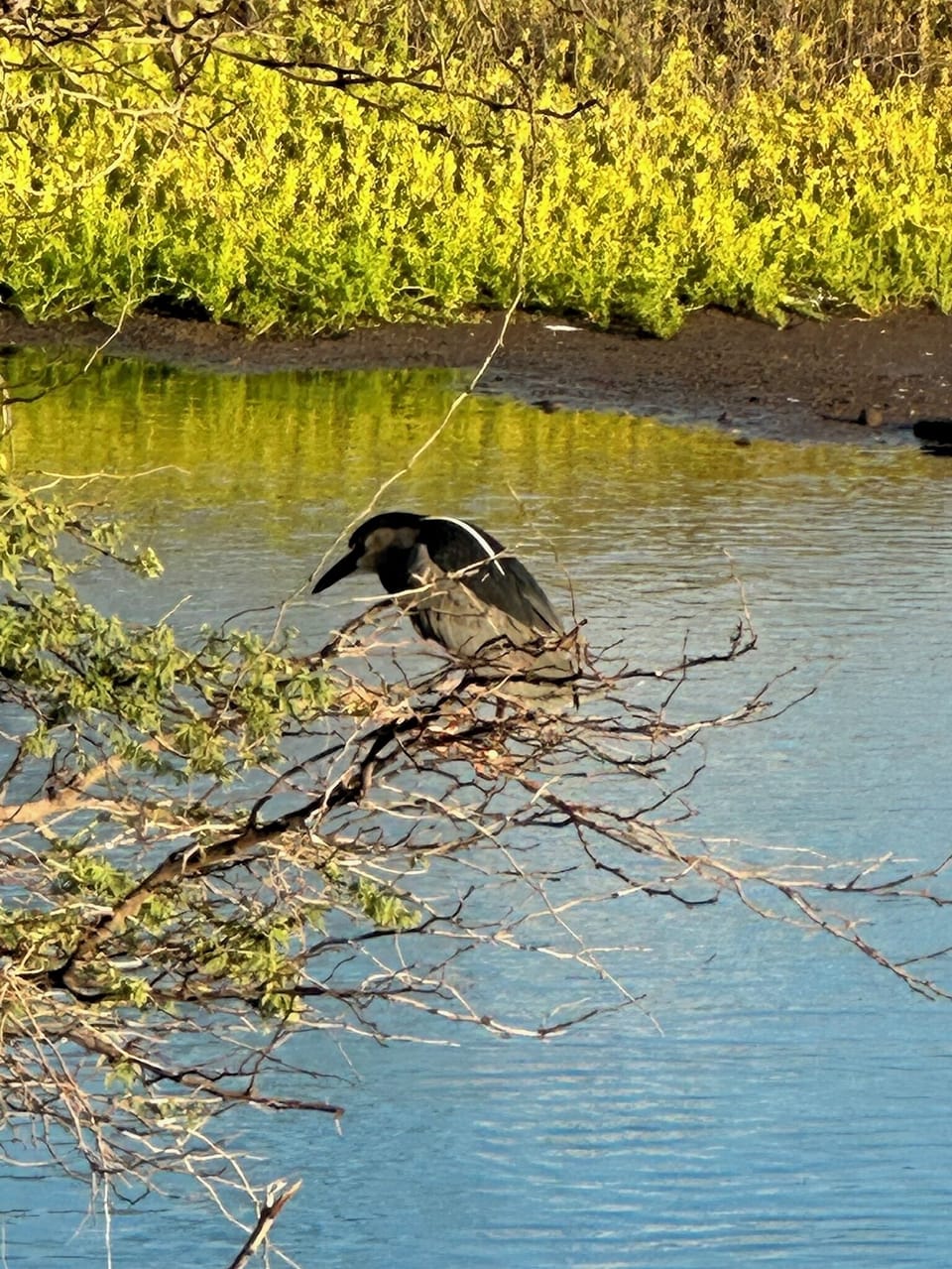 About 0.5 mile beach walk to Kealia Pond, National Wildlife Reserve boardwalk