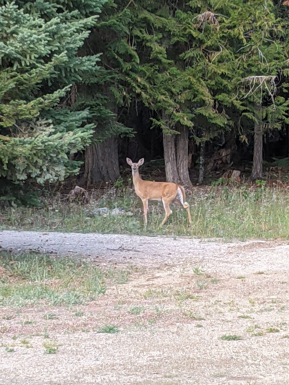 deer in driveway