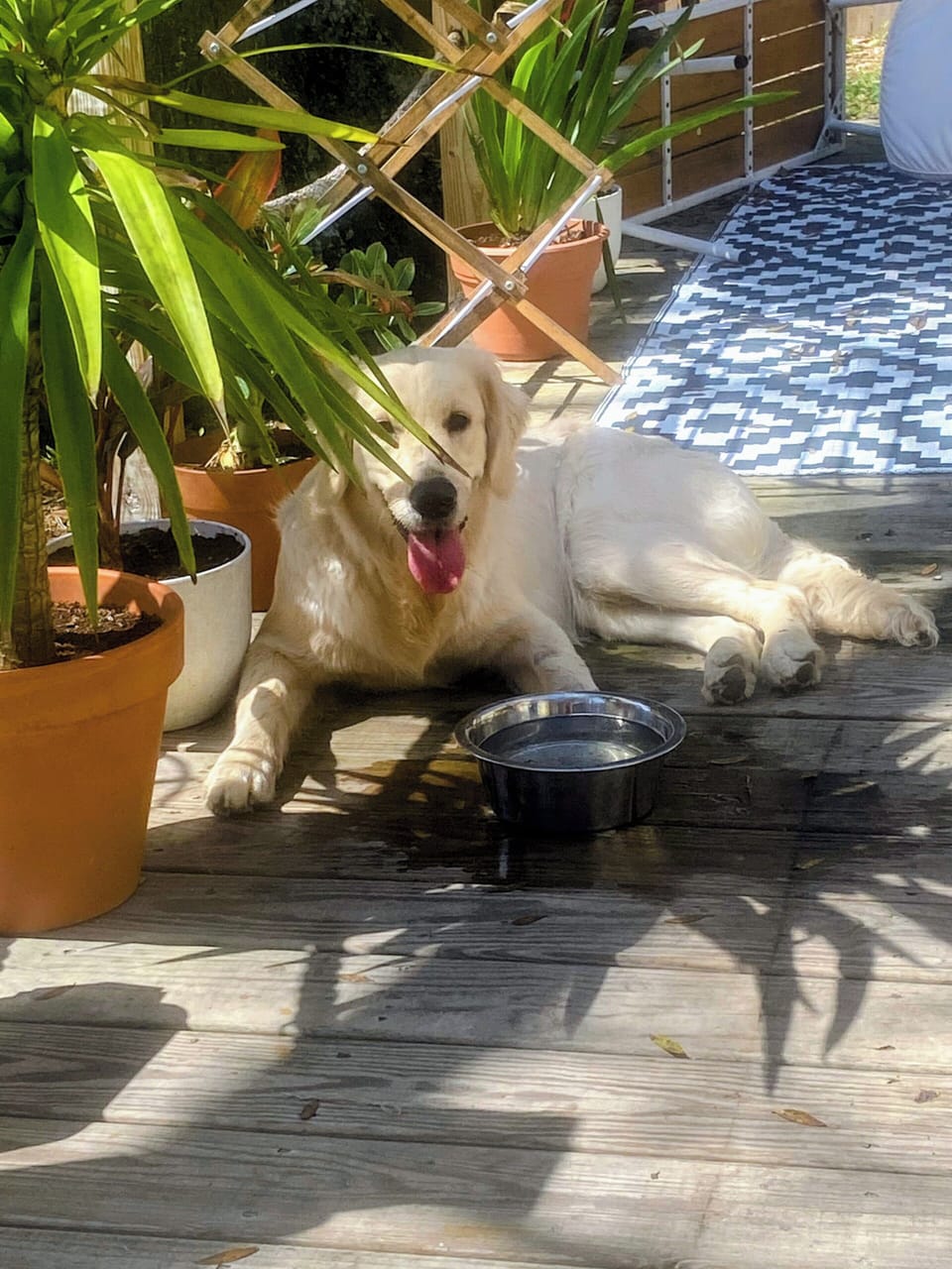 one of our VIP guests sunbathing on our back deck 