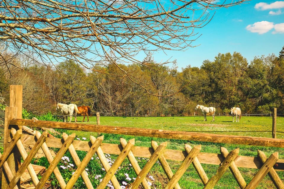 Côté Sud : Jardin clôturé avec vue sur les chevaux