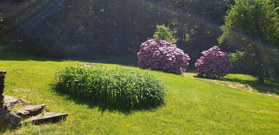 Yard in bloom