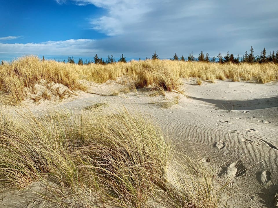 Beach Landscape with Sand Dunes and Grass