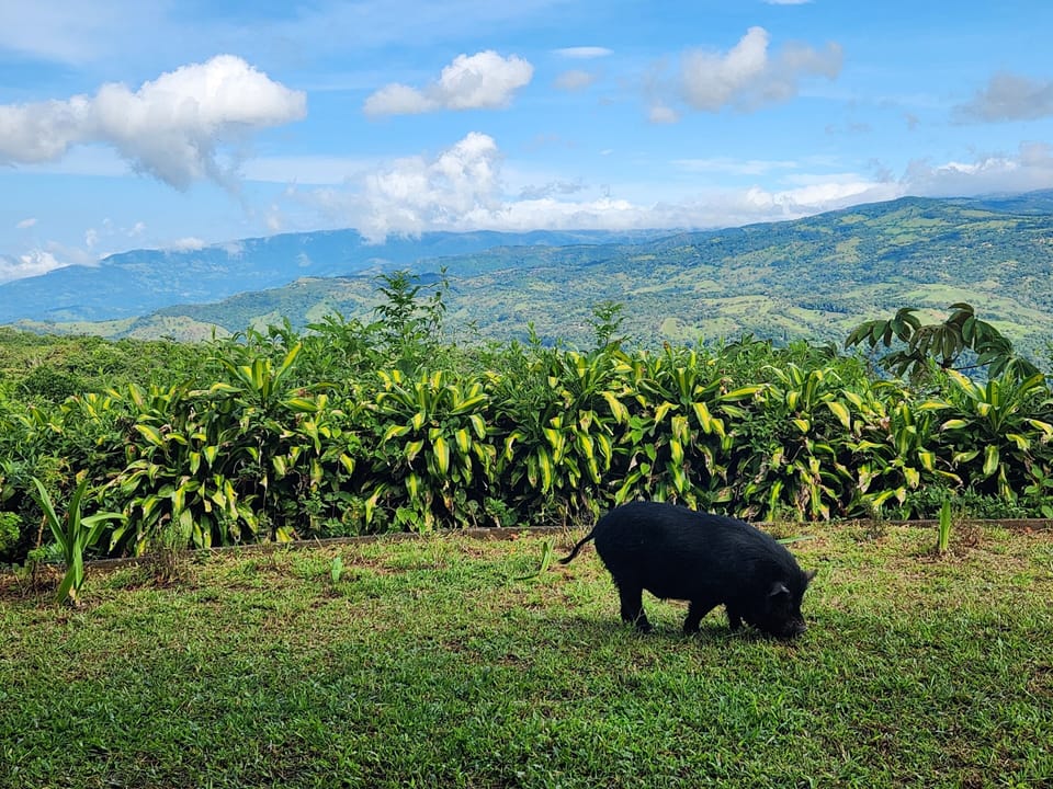 Come meet our pet pot belly pig, Muenster! He free ranges on the property. 