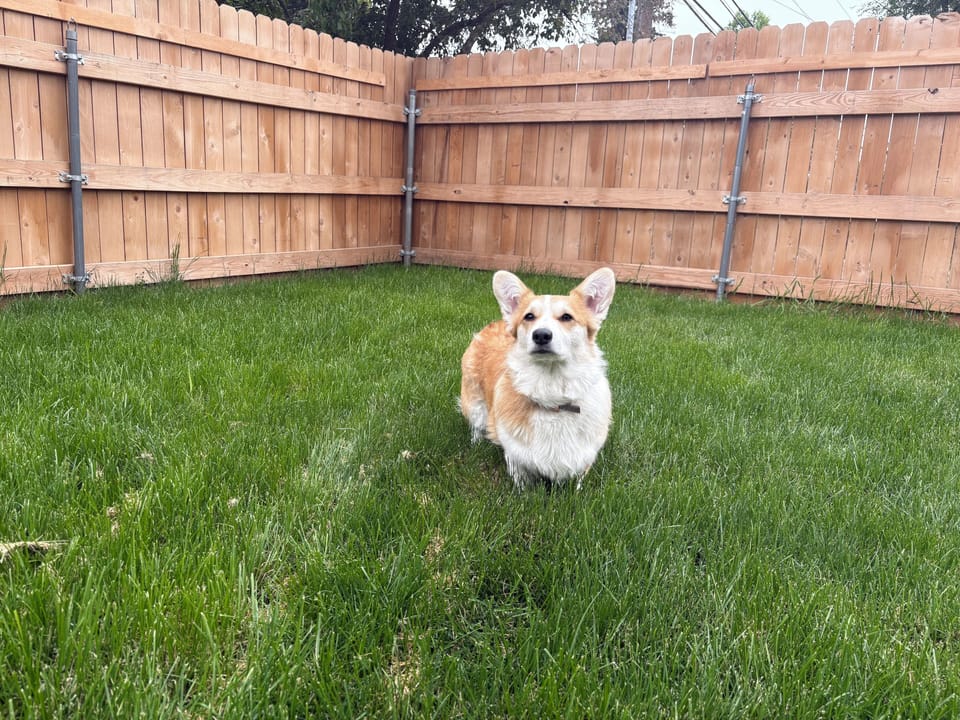 Fenced Yard
