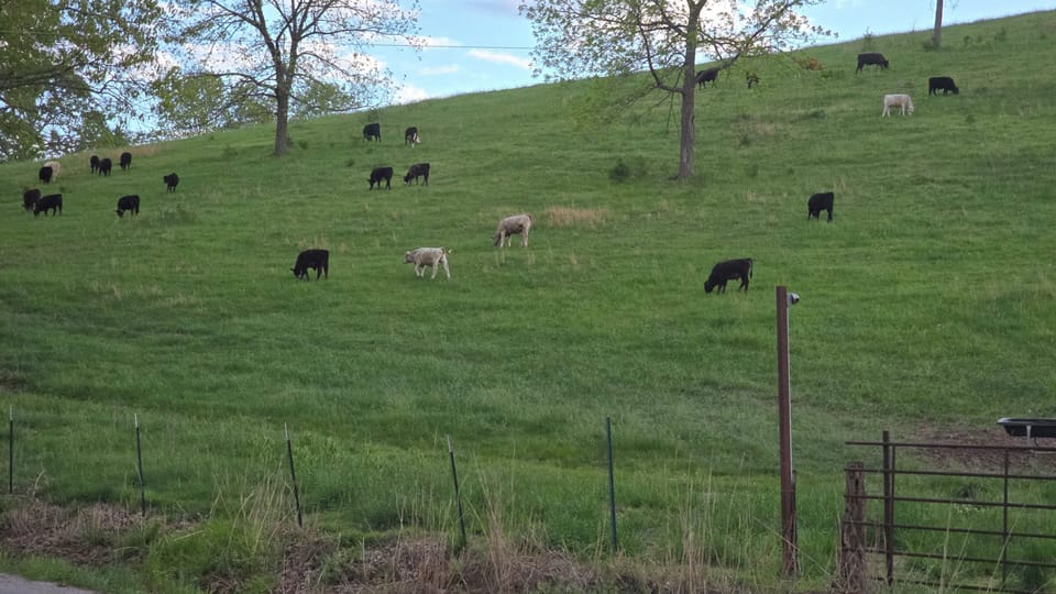 View from the back deck