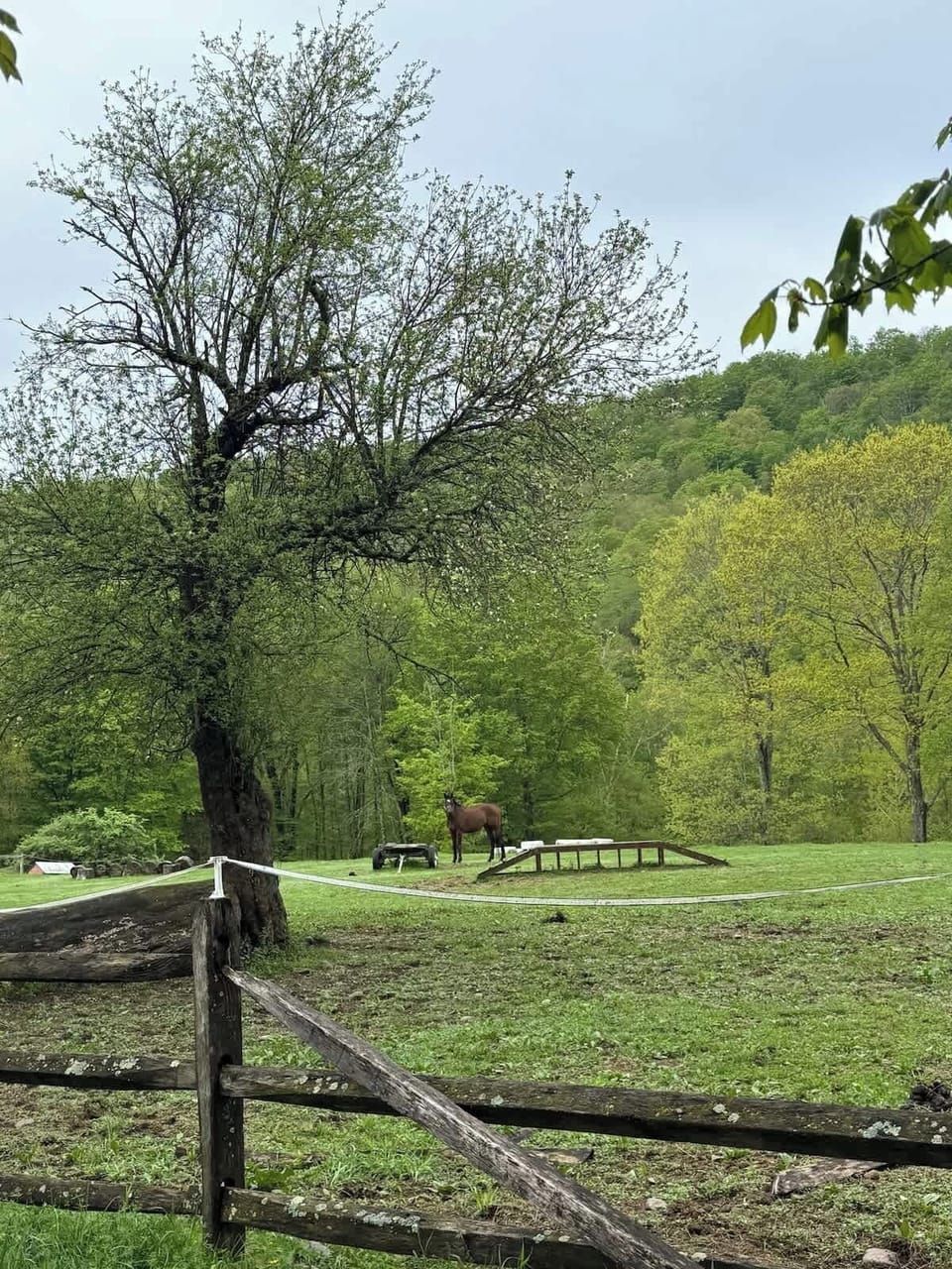 Horse farm across the street. 