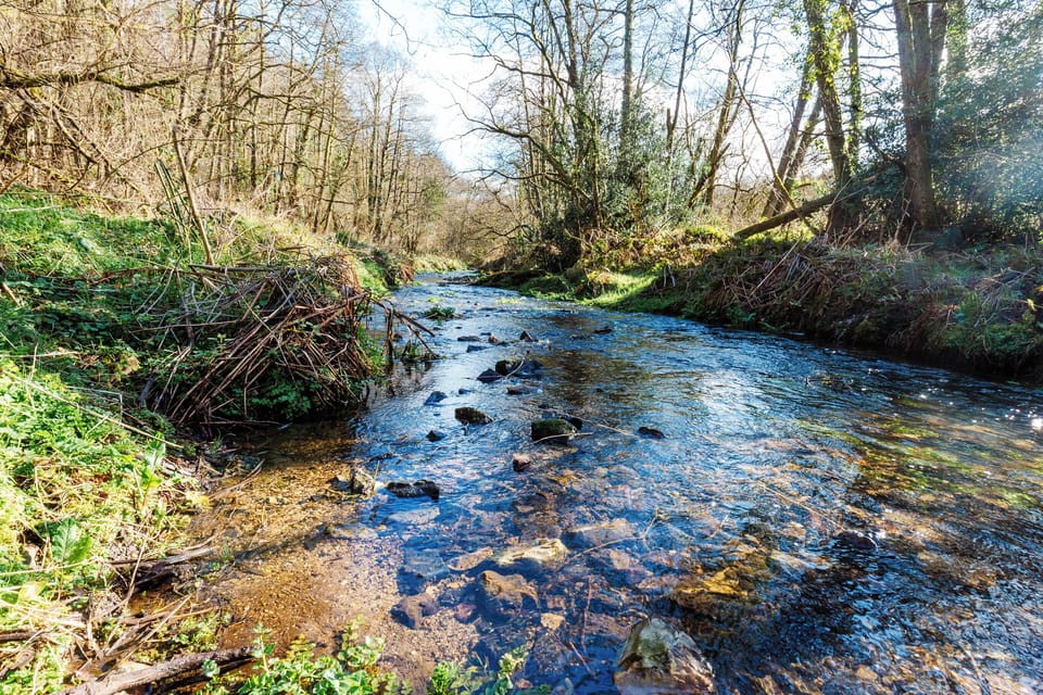 River at Otterhead Nature Reserve