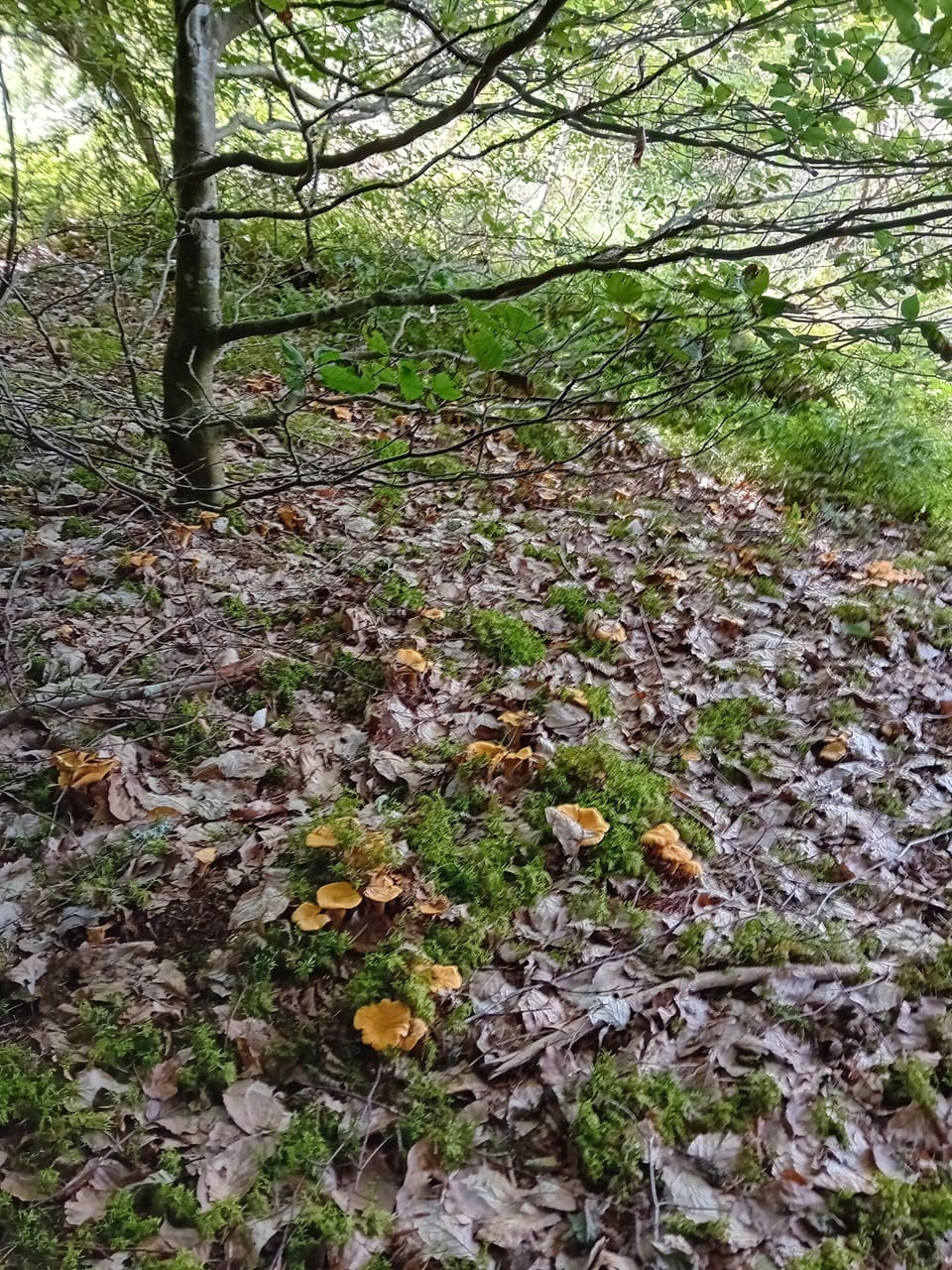 Miscellaneous