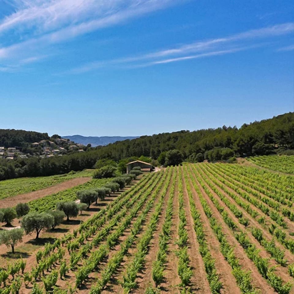 Bandol domains
