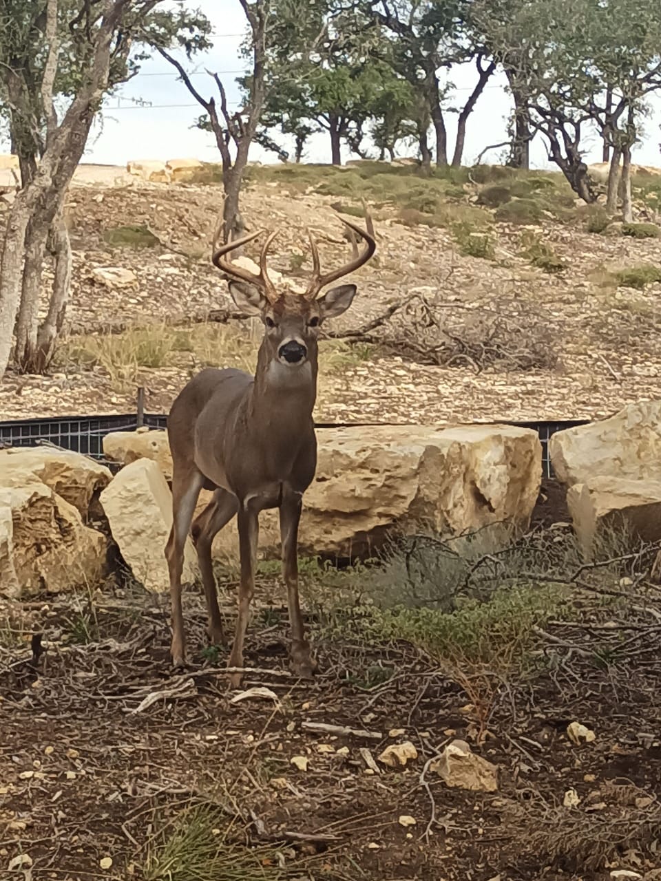 Local Resident 