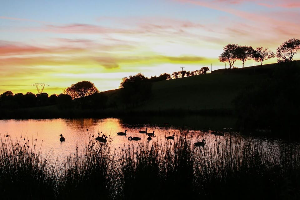 Lake and wild birds at sunset