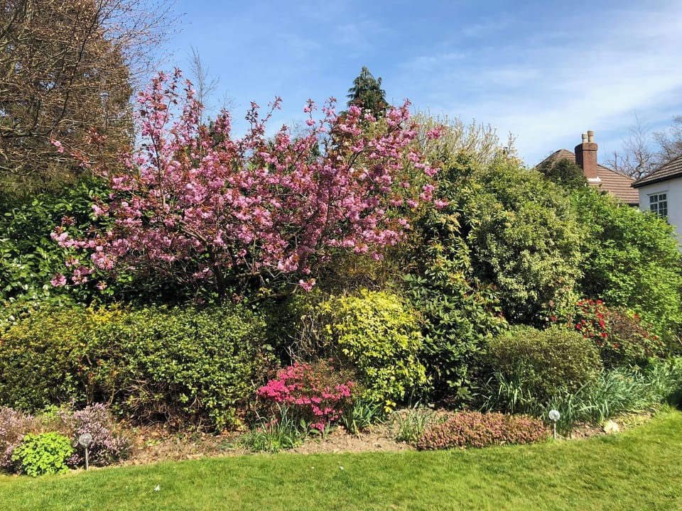 Blossom at spring