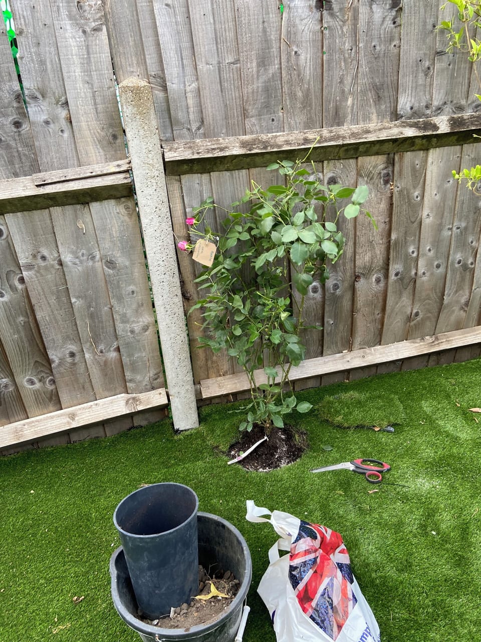 Chelsea Flower Show ‘25 Peter Beale Rose stand