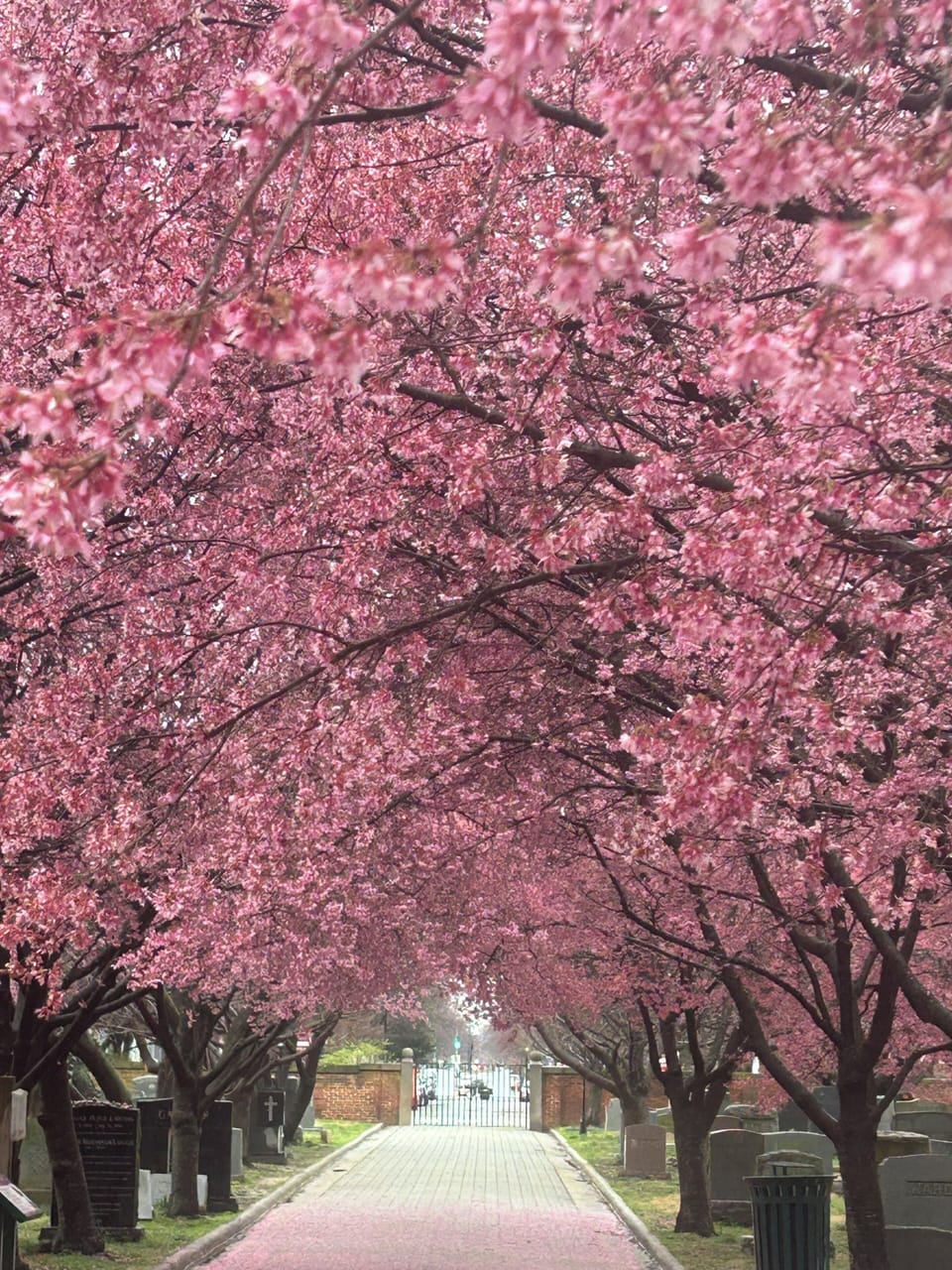 Congressional Cemetery blooming in springtime
