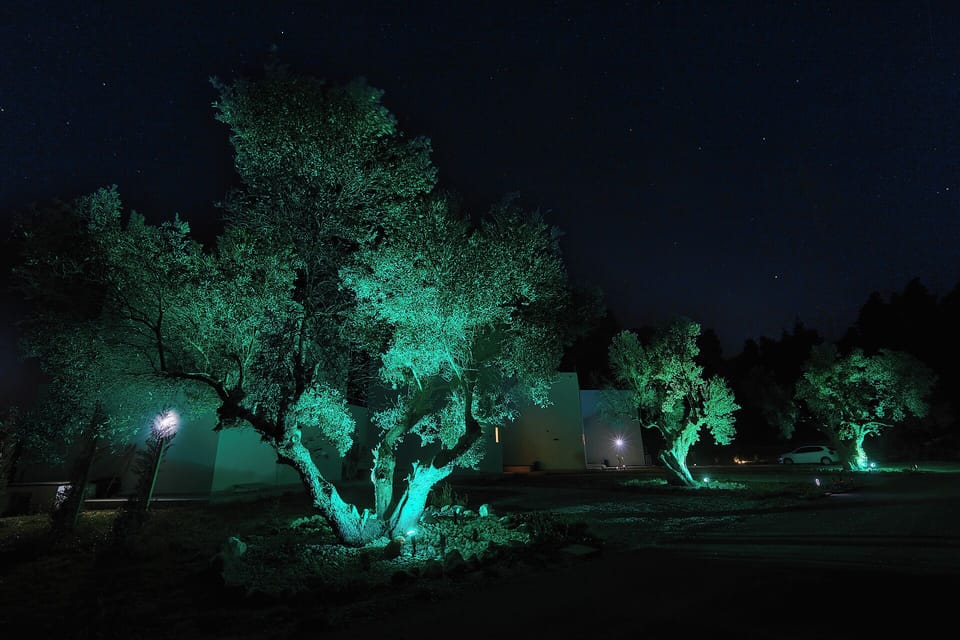 Illuminated olive trees at night – serene luxury villa atmosphere in Halkidiki