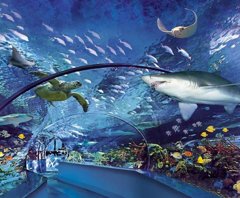 Ripley's Aquarium at Broadway at the Beach in Myrtle Beach offers an immersive experience with thousands of aquatic animals, interactive exhibits, and live shows.