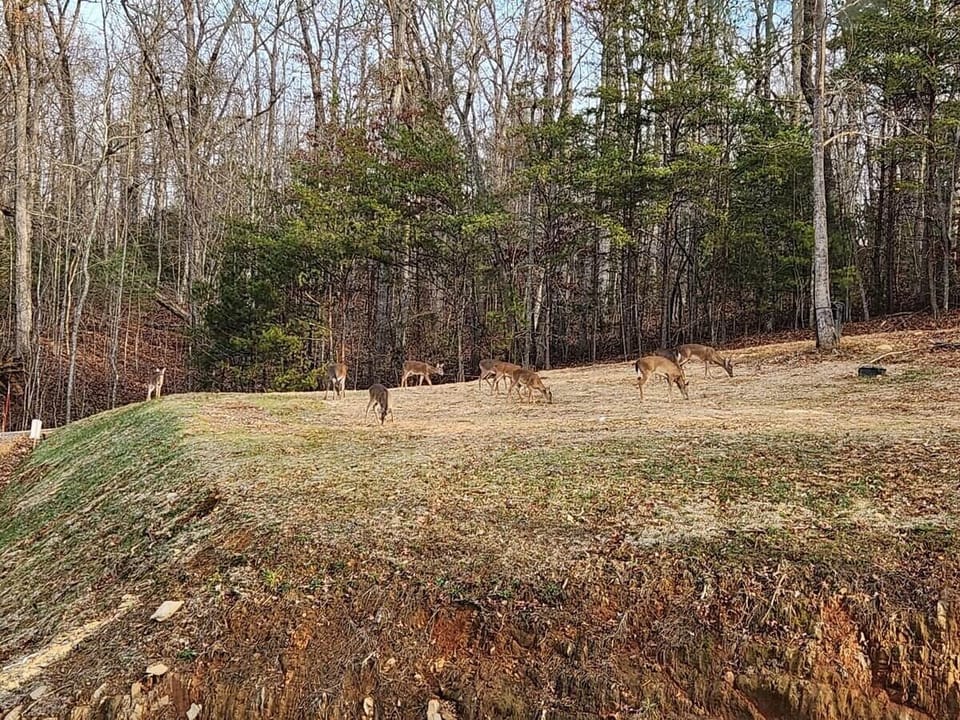 Wildlife