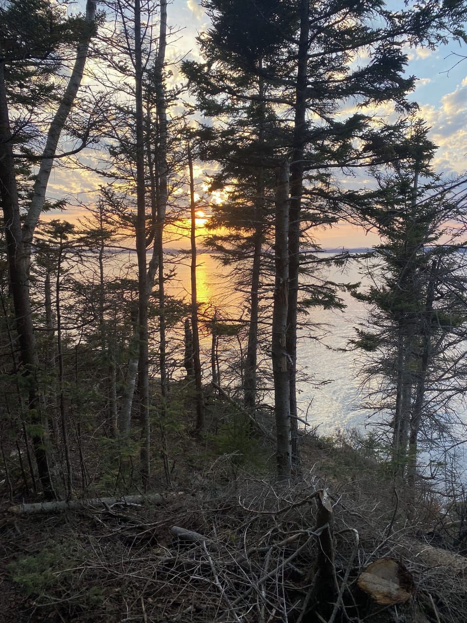 Lily Guest Trail