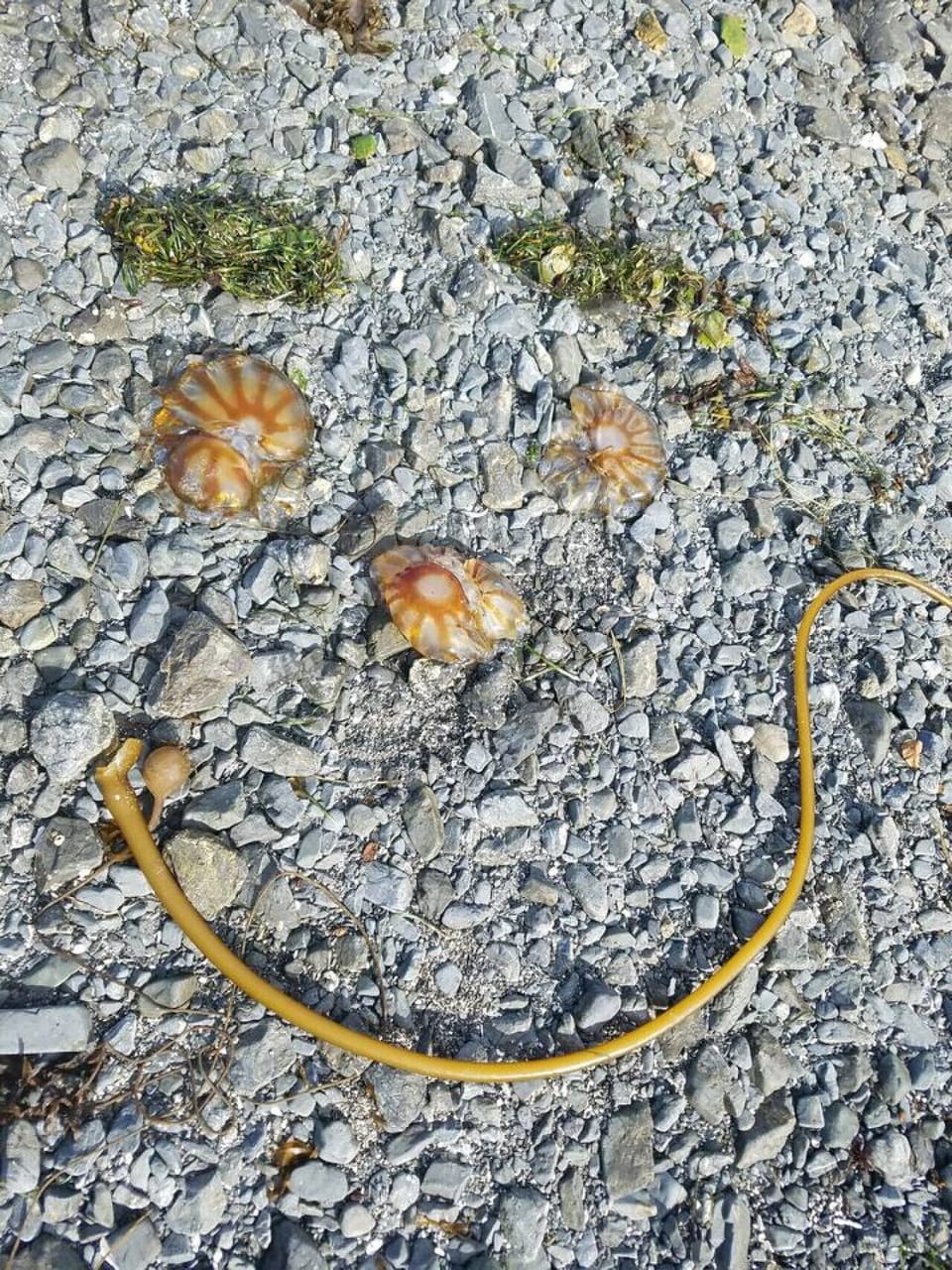 Miscellaneous