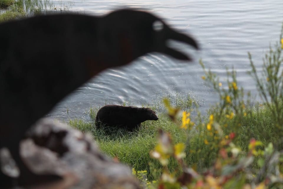 Black Bear on our beach