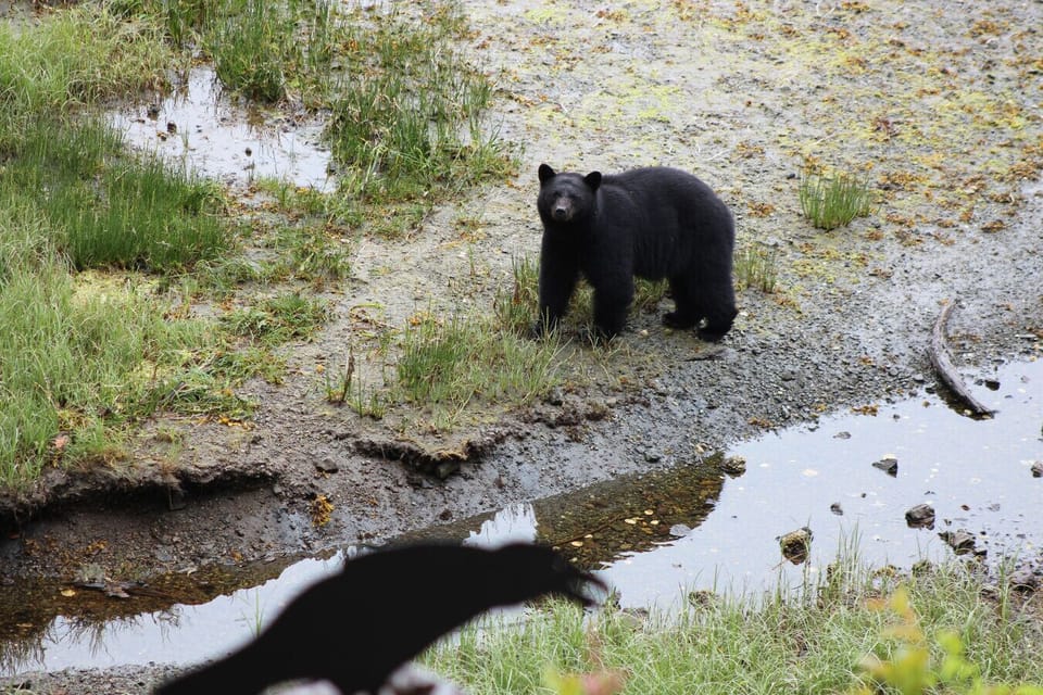 Bear on the beach at Carolyn`s Cove