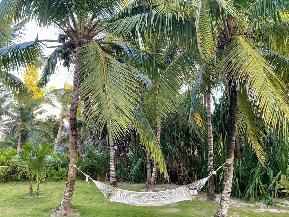 A hammock waits under the palm trees. Cancel all meetings.