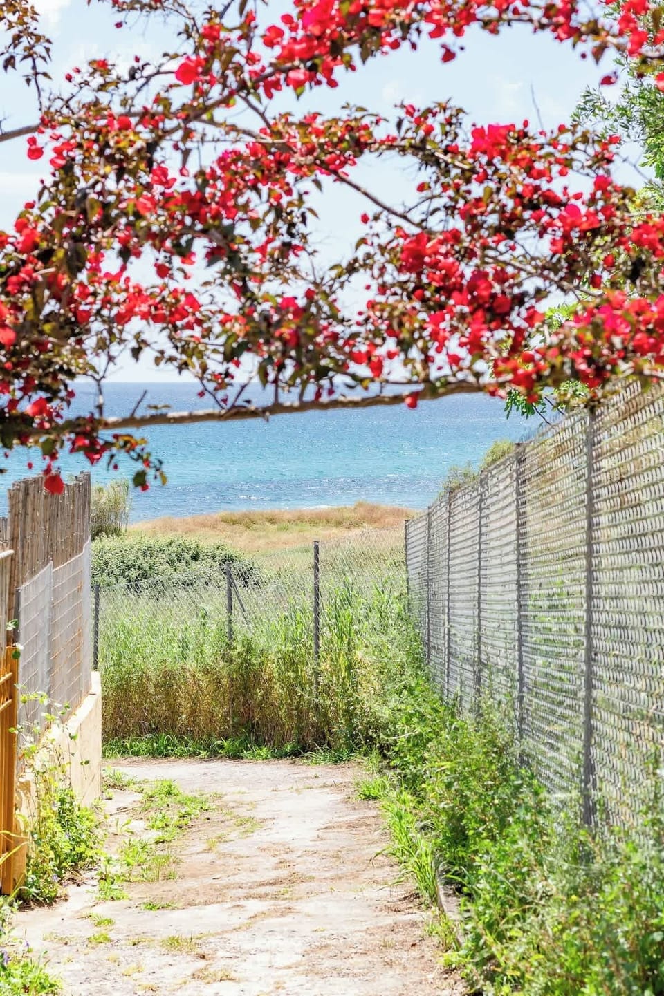 A picture-perfect pathway through blooming bougainvillea to the sea