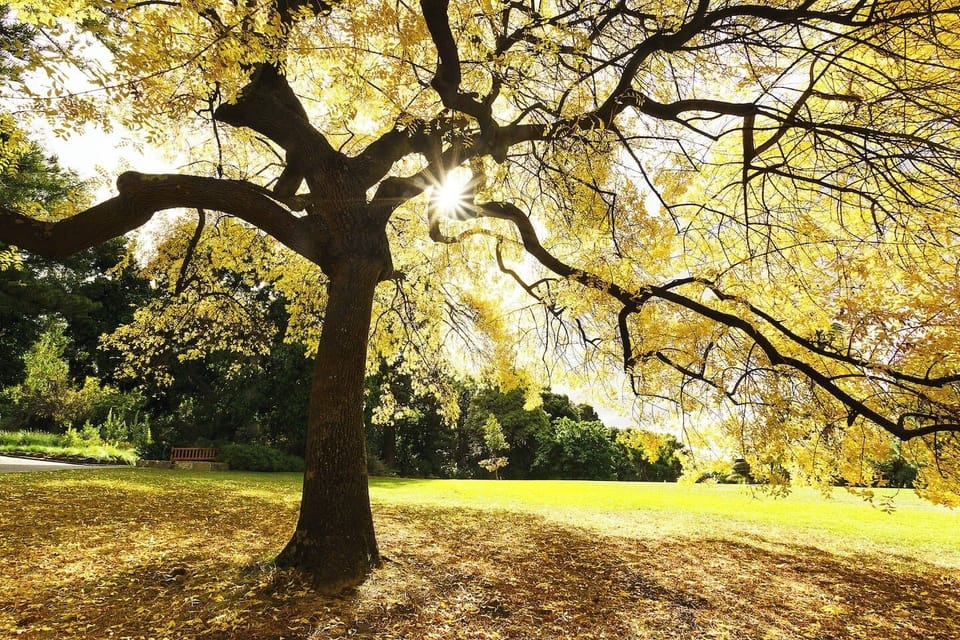 Relax under golden canopies and explore rare plant collections at the Royal Tasmanian Botanical Gardens, only a five-minute drive away.