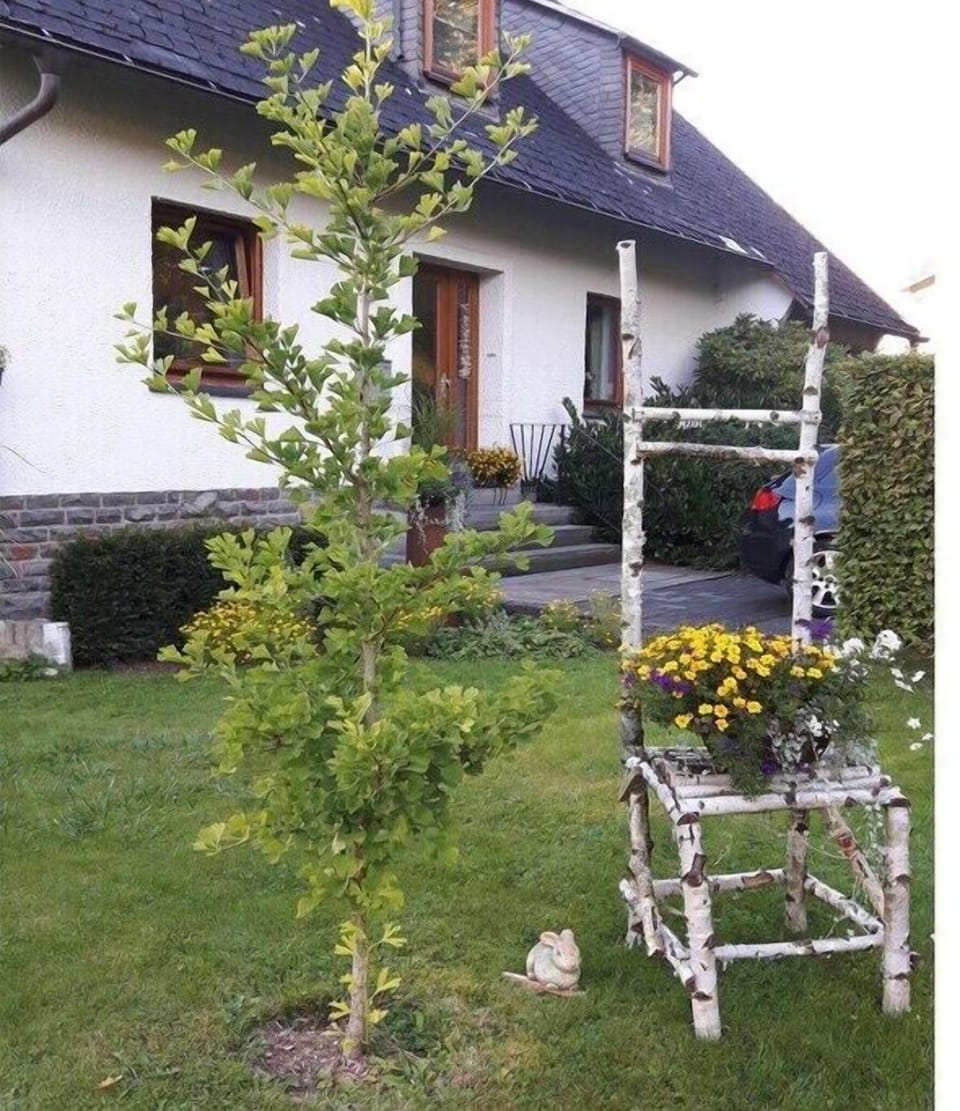 Garden [summer]