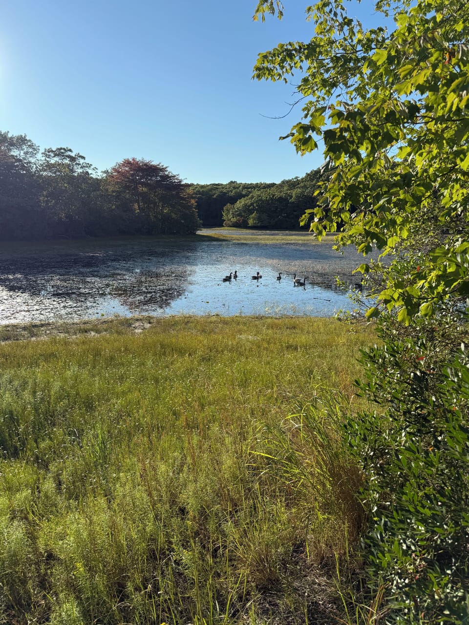 Long Pond, near property