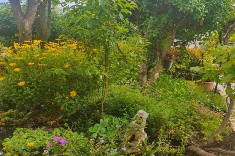 Garden [summer]