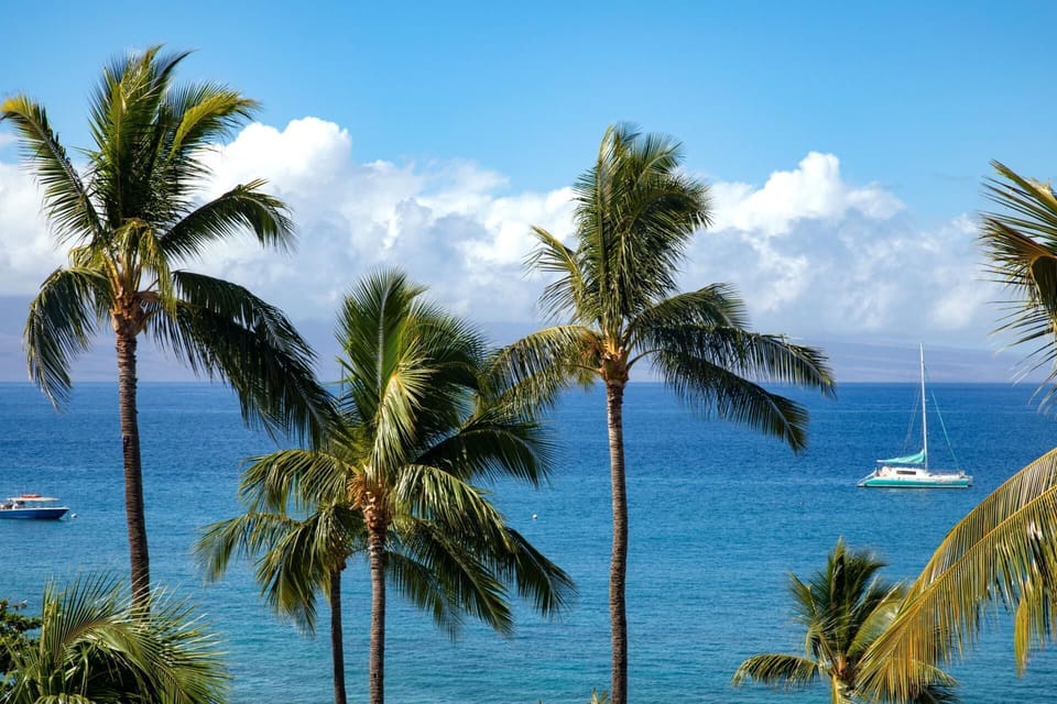 Watch waves roll in and palms stretch high—nature’s perfect display, unfolding with every breeze and tide MKV-B242