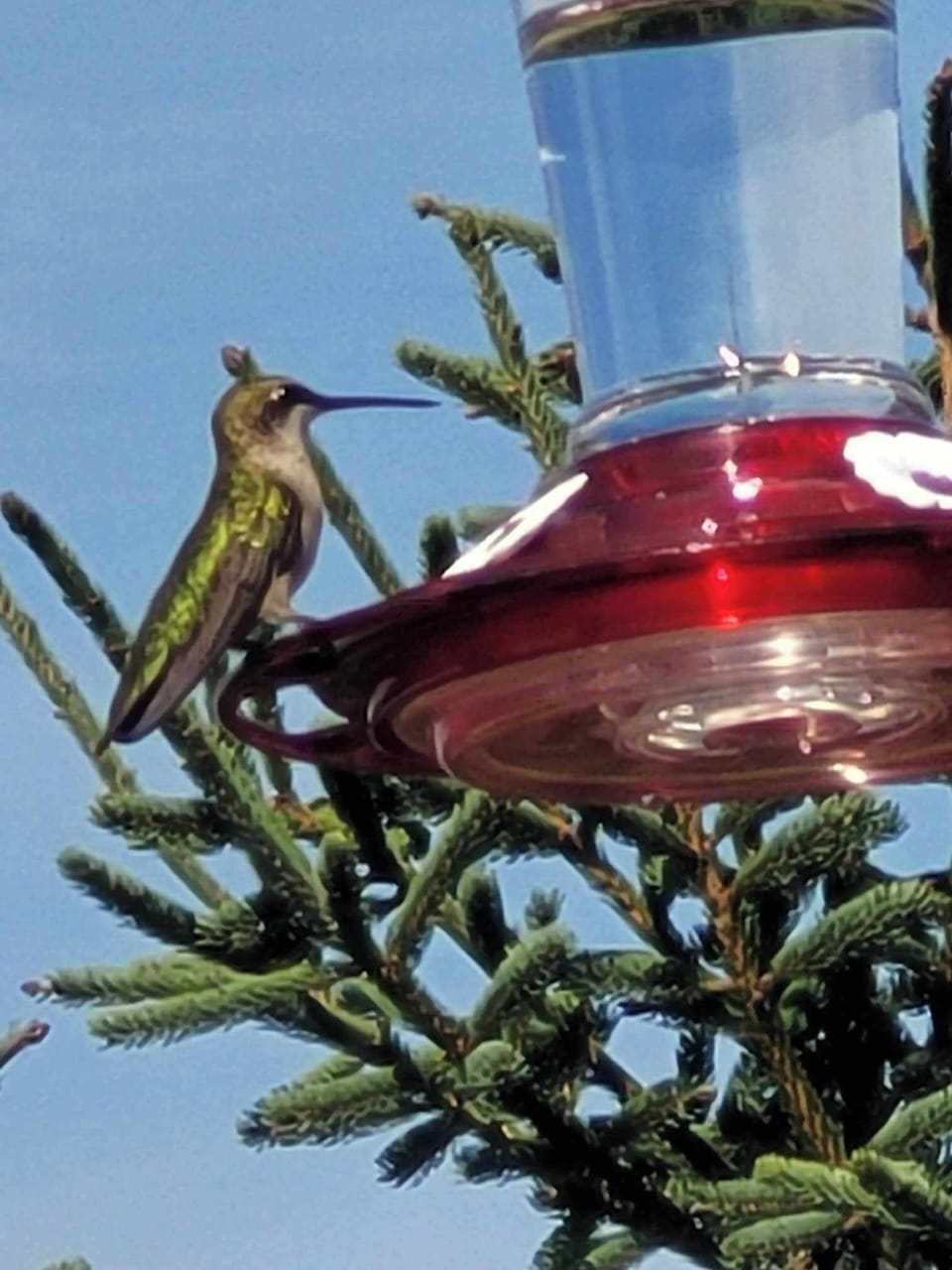Lots of hummingbird sightings along with several other birds.