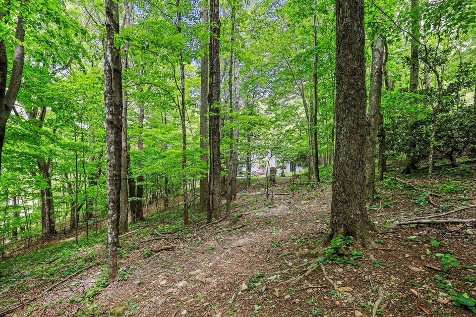 Backyard looking toward house