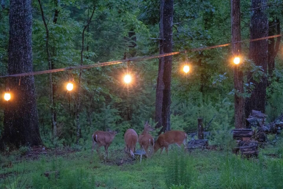 Deer in the backyard.