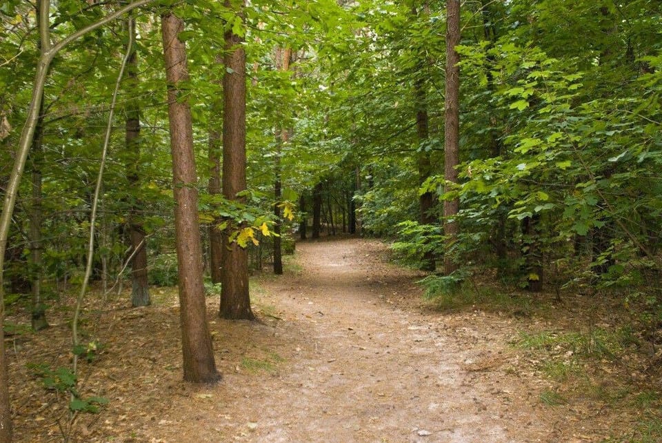 Pagnevaartforest