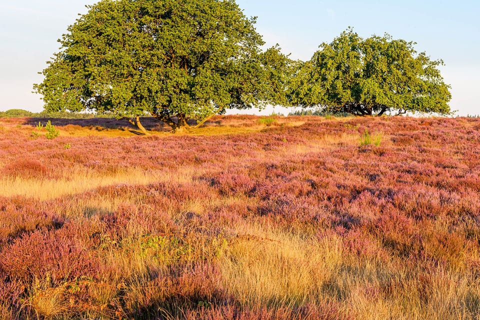 Goois Nature Reserve