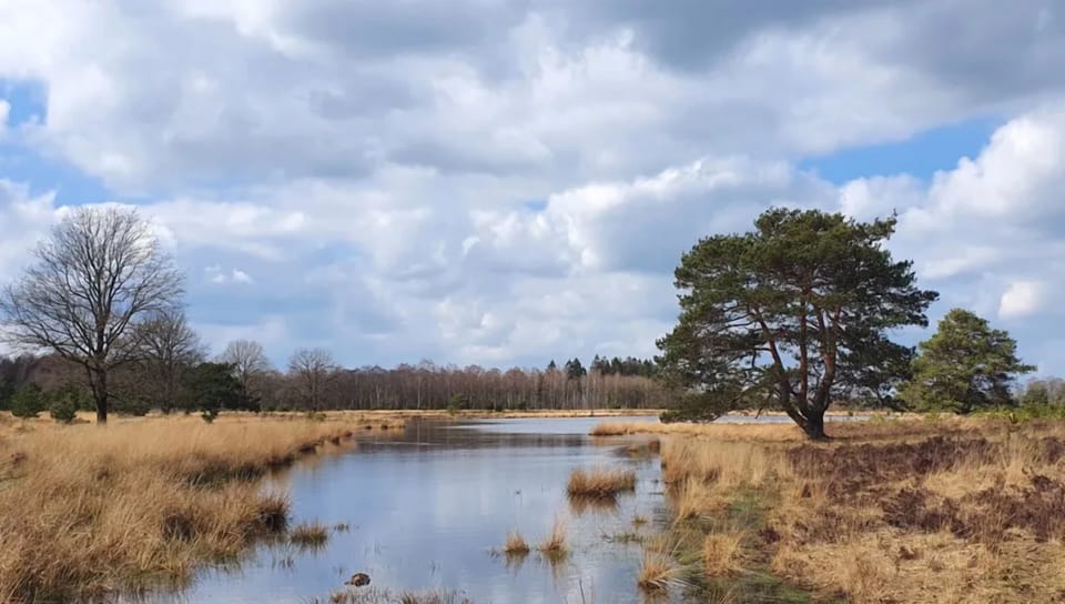 Drents-Friese Wold