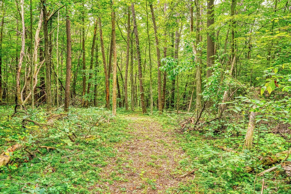 Wooded views