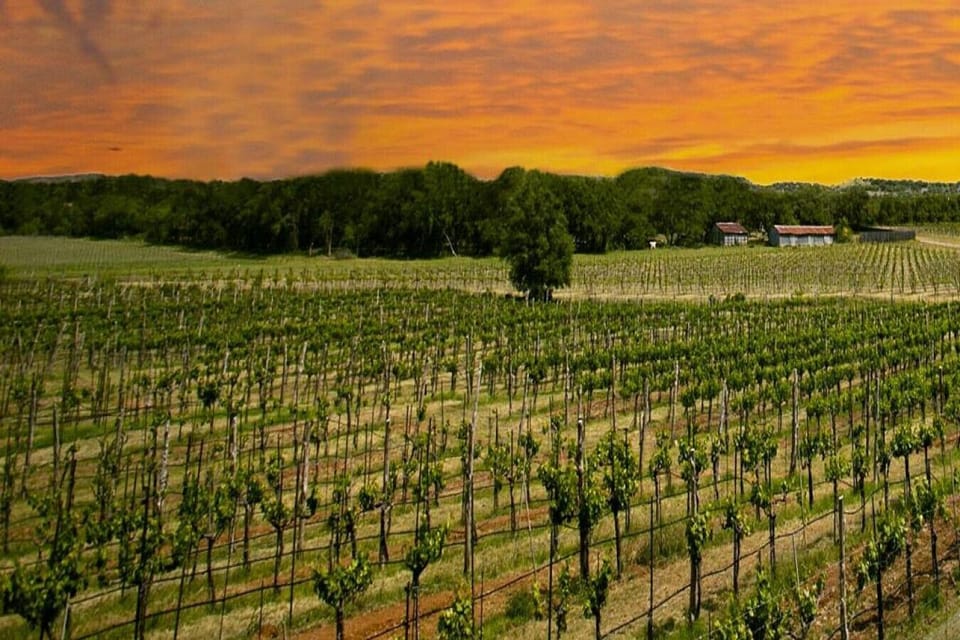 Spicewood Vineyards: Texas Wine & Hill Country Views—7 Miles