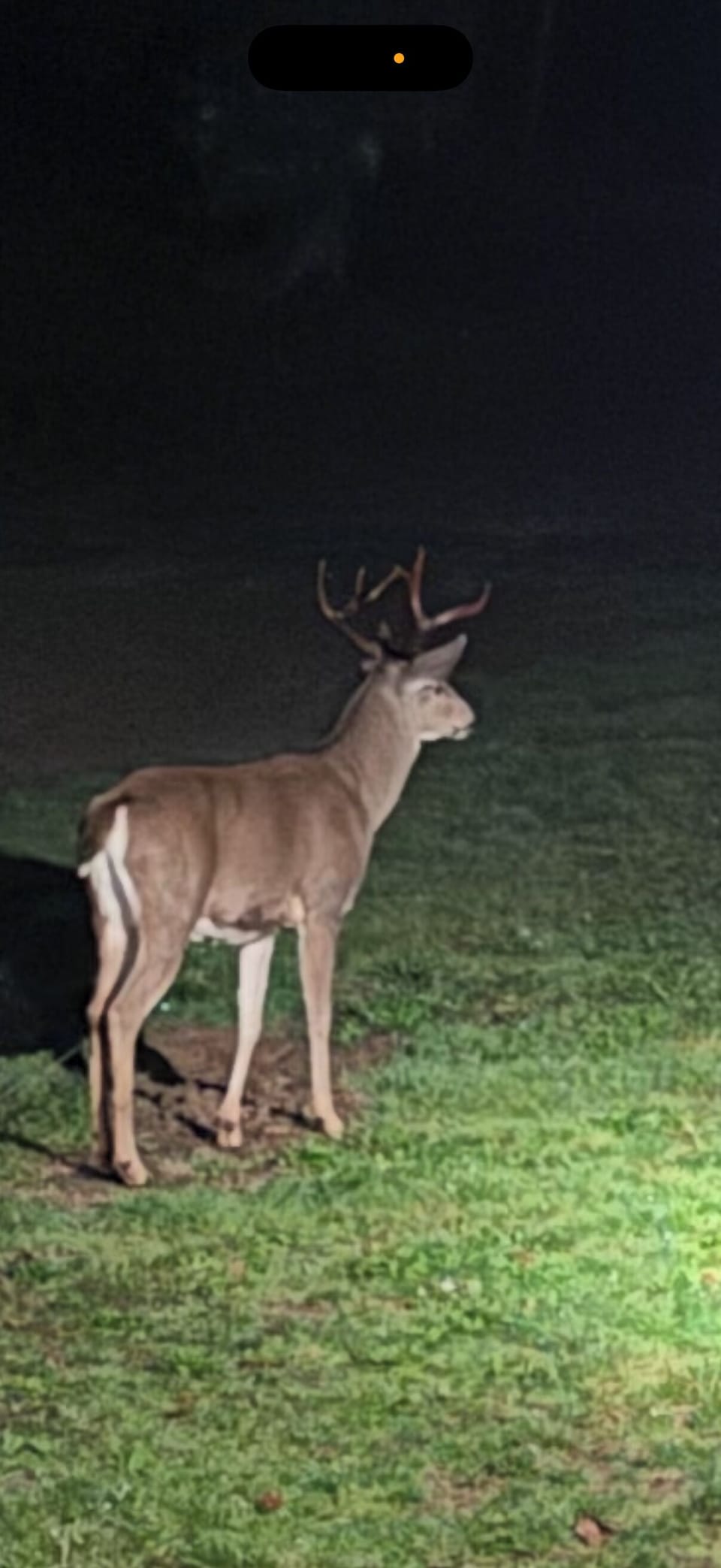 Wildlife