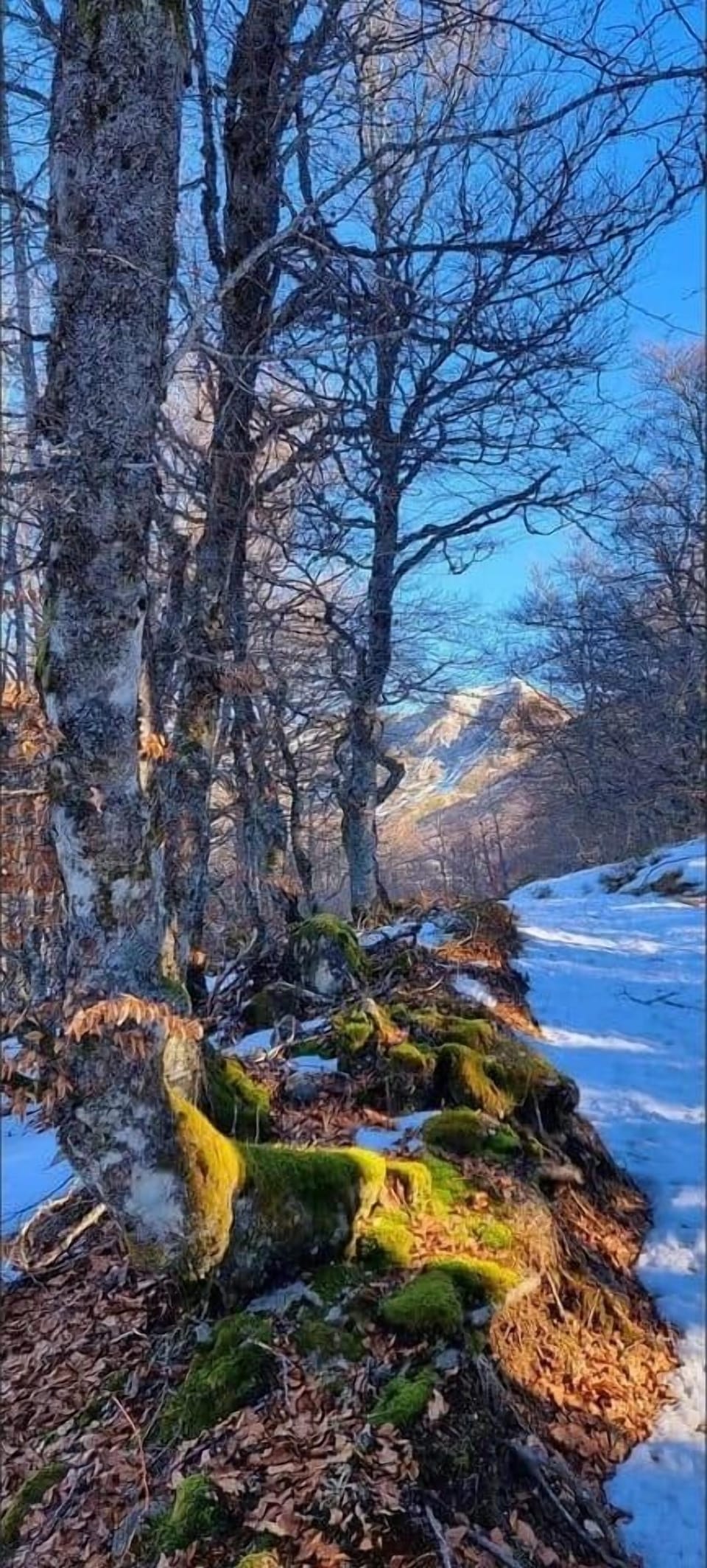 Winter landscape within walking distance: snow-covered trails and majestic panoramas