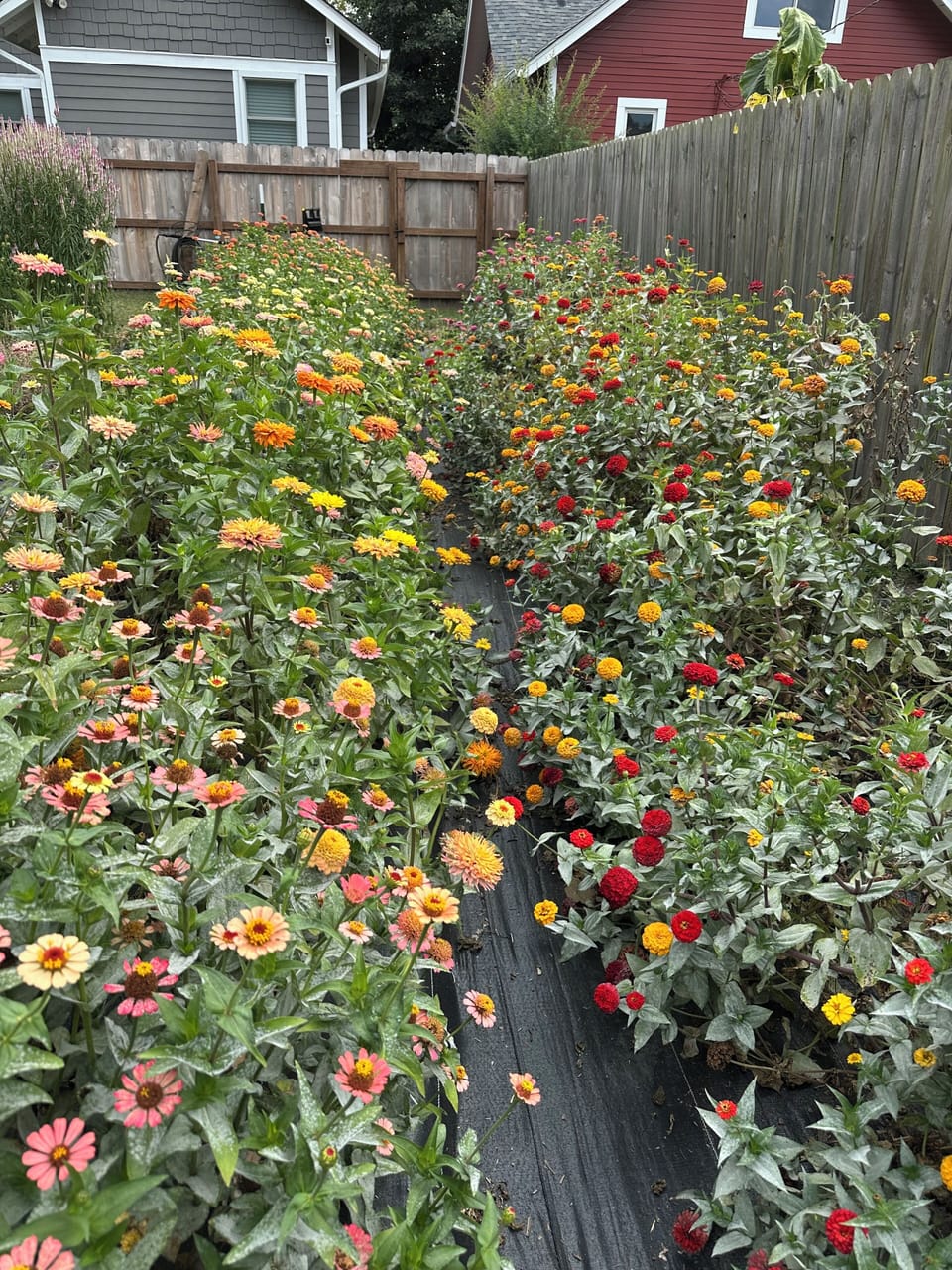 Seasonal urban flower farm just beyond the back fence.