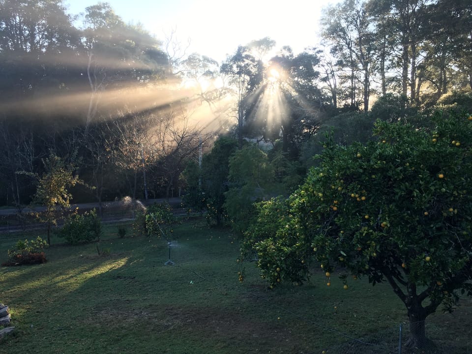 Orchard sunrise