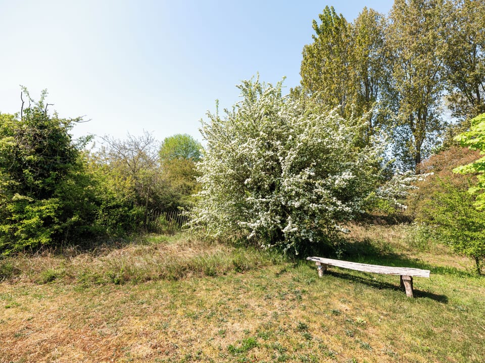 Garden [summer]