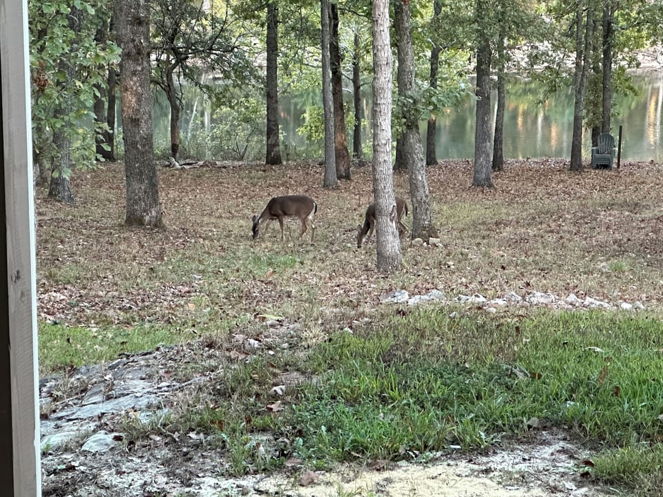 wooded walk down to cove behind house