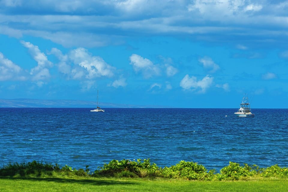 Catch whales breaching in the winter months