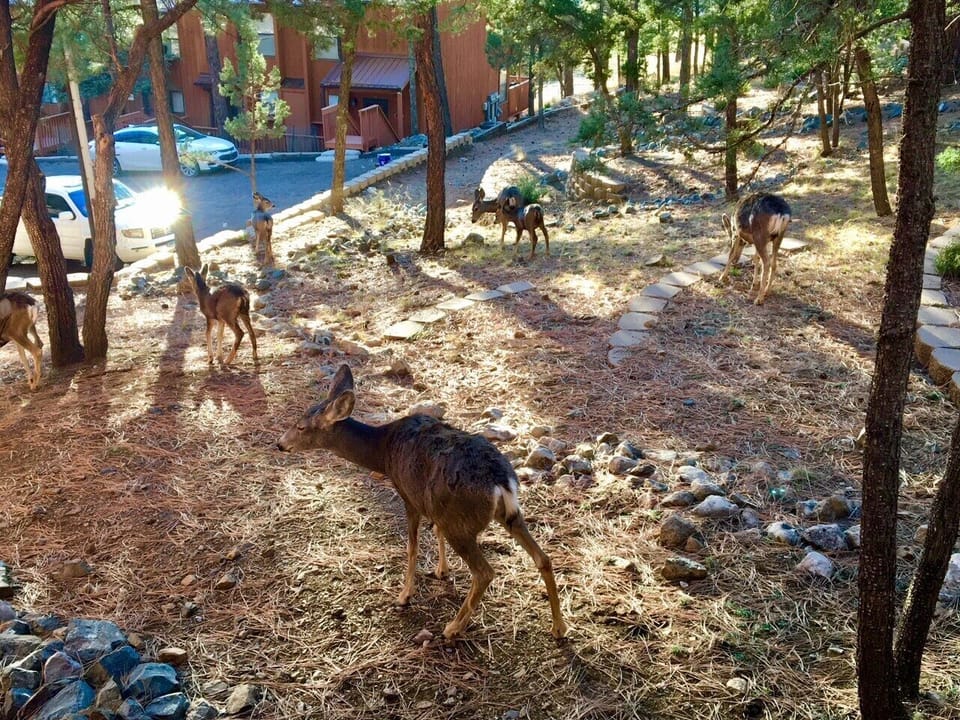 Deer can often be seen around our beautiful condo.